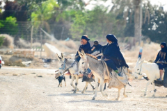 Bedouin