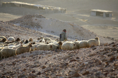 Bedouin