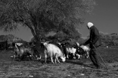 Bedouin