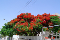 Flowers in Negev