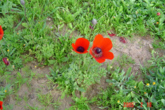 Flowers in Negev