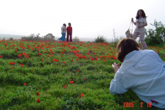 Flowers in Negev