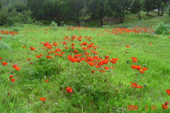 Flowers in Negev