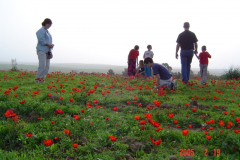 Flowers in Negev