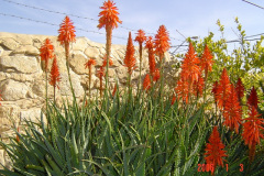 Flowers in Negev