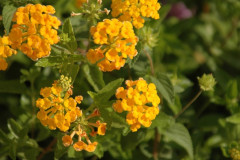 Flowers in Negev