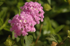 Flowers in Negev