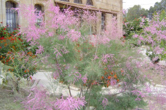 Flowers in Negev