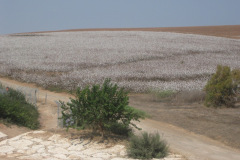 Flowers in Negev