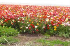 Flowers in Negev