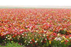 Flowers in Negev