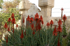 Flowers in Negev