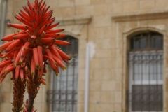 Flowers in Negev