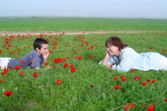 Flowers in Negev