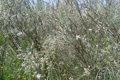 Flowers in Negev