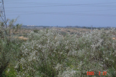 Flowers in Negev