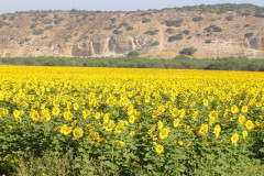 Flowers in Negev