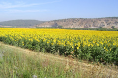 Flowers in Negev