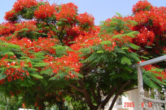 Flowers in Negev