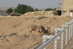 Sitting At Yeshua's Feet