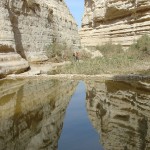 Pools in Negev2