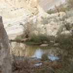 Pools in Negev4