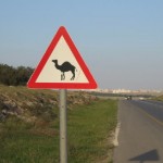 Camel Crossing, Arad to Be’er Sheva