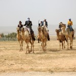 Camel Drivers!