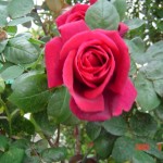 Still a Rose – Mar 05