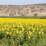 Sunflower Field1 – HaElah – May04