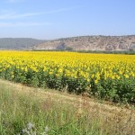 Sunflower Field2 – HaElah – May04