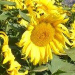 Sunflowers – May04