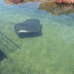 Coral World Underwater Observatory – Eilat