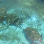 Coral World Underwater Observatory in Eilat
