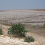 Fields White for Harvest – 30Sep2011